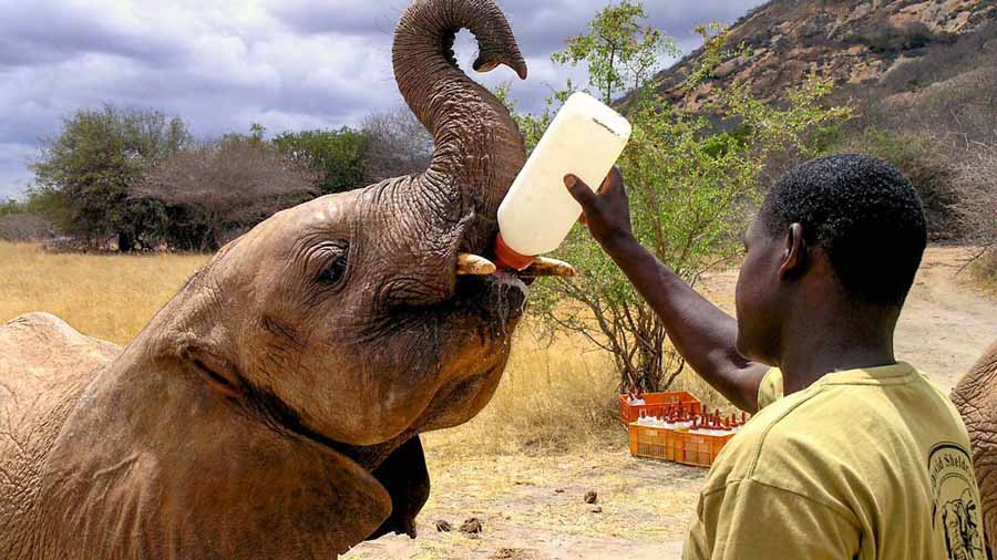 Elephant-Diaries.jpg