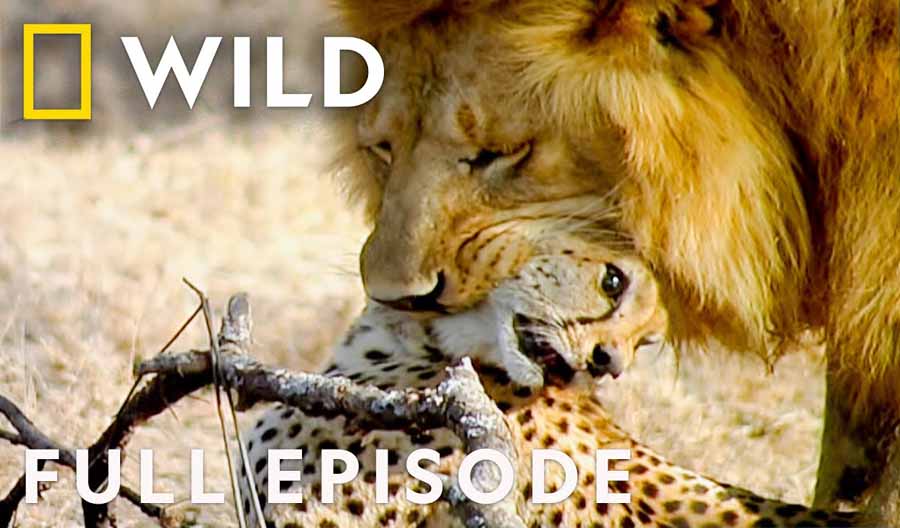 Cat-Wars-Lion-Vs.-Cheetah.jpg