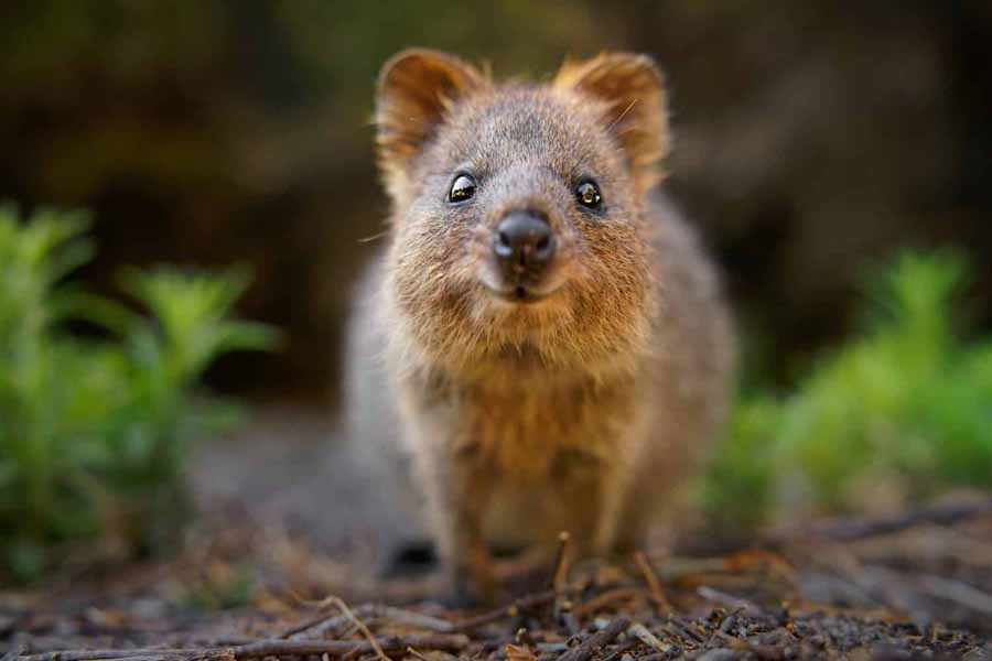 Kingdom-of-the-Quokka.jpg