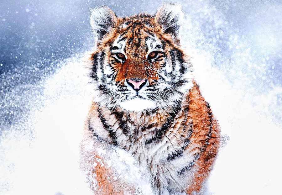 Russias-Wild-Tiger.jpg