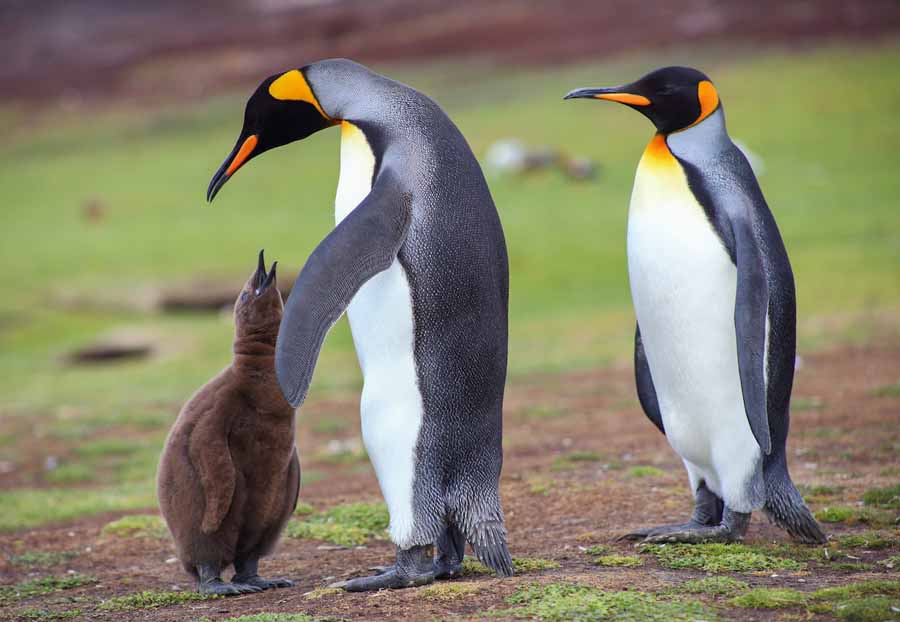 The-Penguin-King.jpg