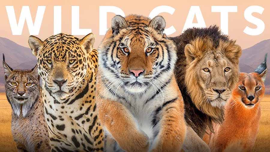 Wild-Cats-of-India.jpg
