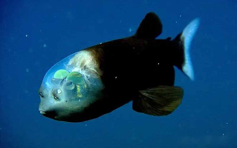 Barreleye-fish.jpg