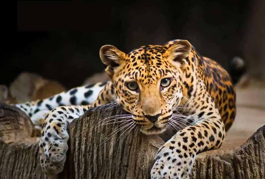 Thailands-Wild-Cats.jpg
