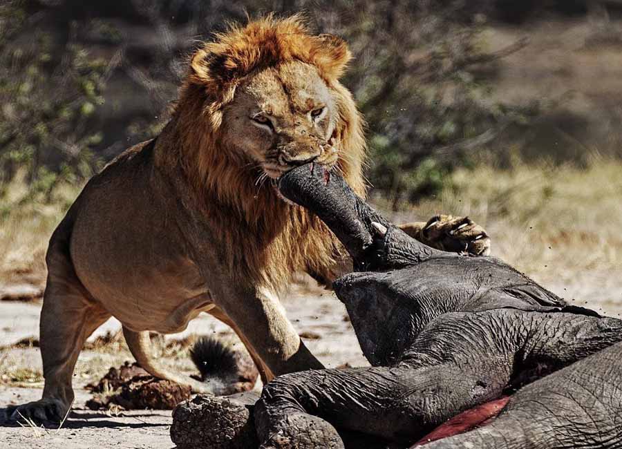 Lions-vs.-Elephants.jpg