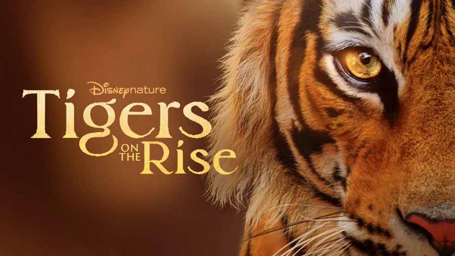 Tigers-On-The-Rise.jpg