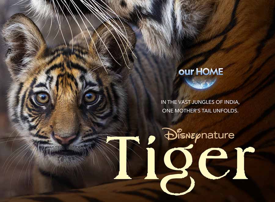 Tiger-2024.jpg