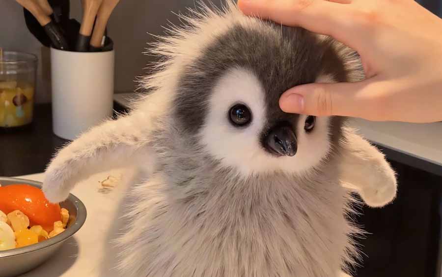 QI-E-BAO-BAO.jpg