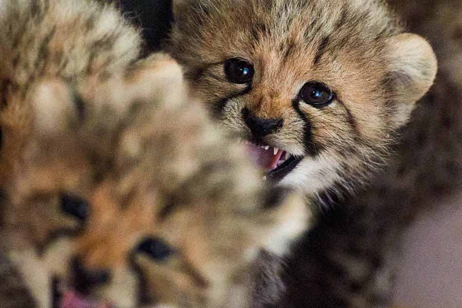 born-to-kill.jpg