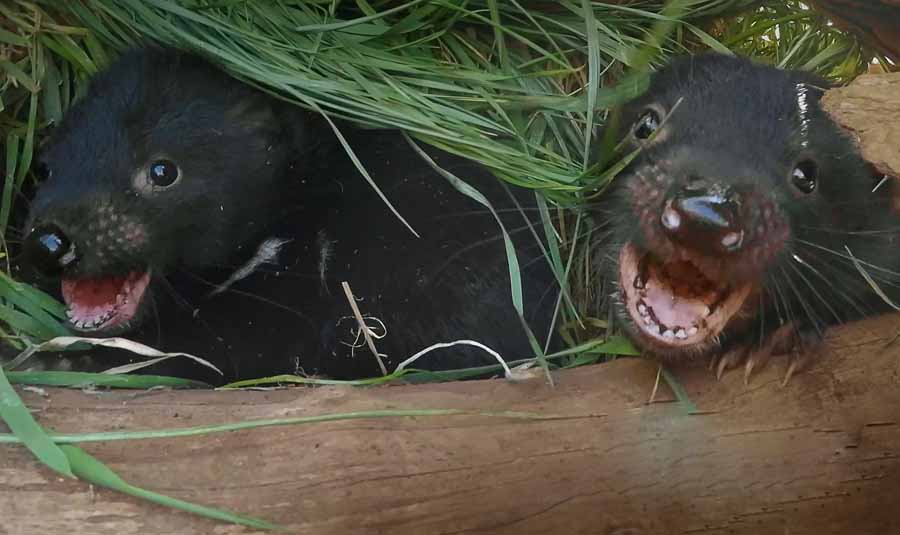 Secret-Life-of-the-Tasmanian-Devil.jpg