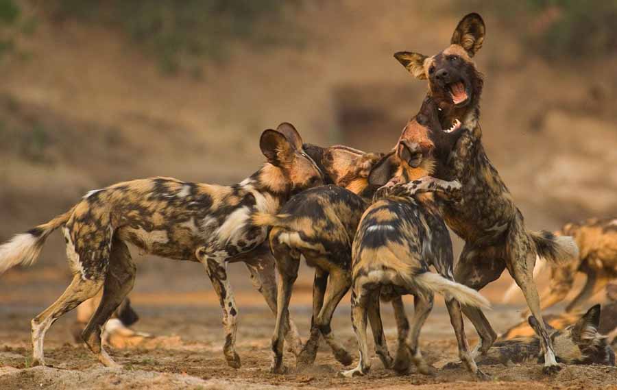 Wild-Dogs-Running-with-the-Pack.jpg