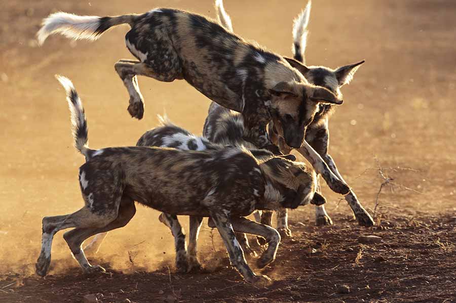Wild-Dogs-Pack-Vs.-Pride.jpg