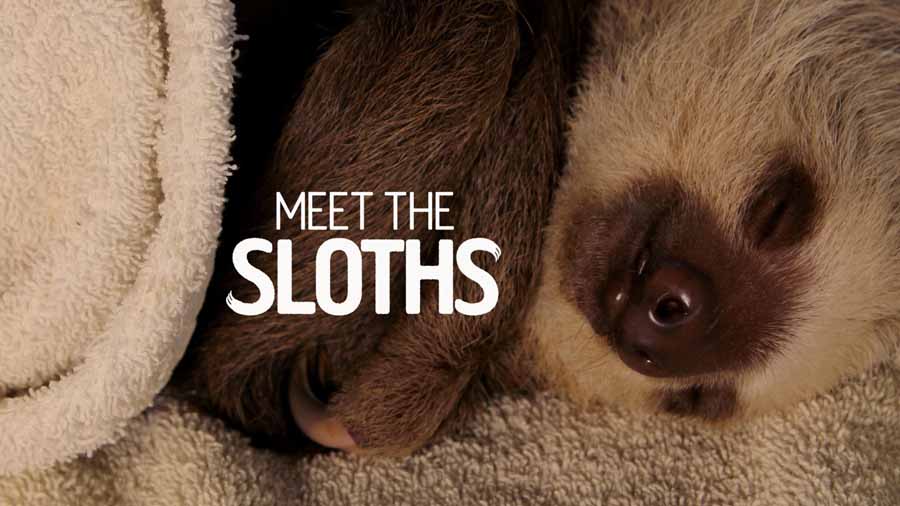 Meet-The-Sloths.jpg