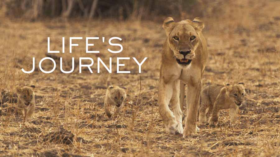 Lifes-Journey.jpg