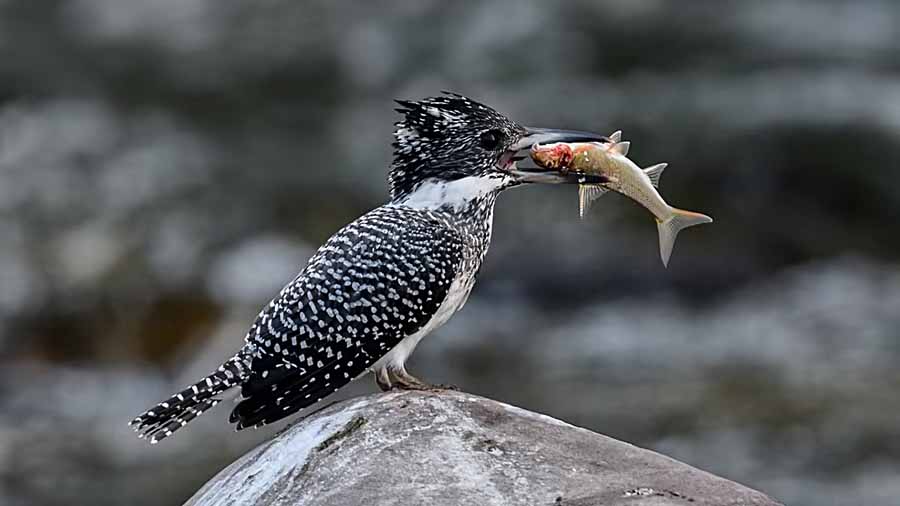 Crested-Kingfisher.jpg