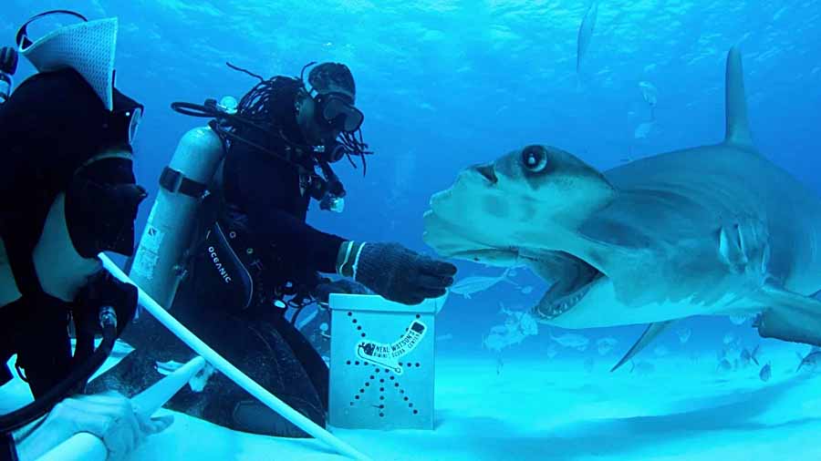 All-the-Sharks.jpg