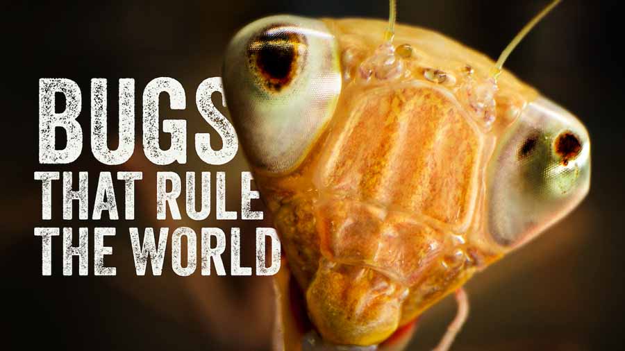 Bugs-That-Rule-the-World.jpg