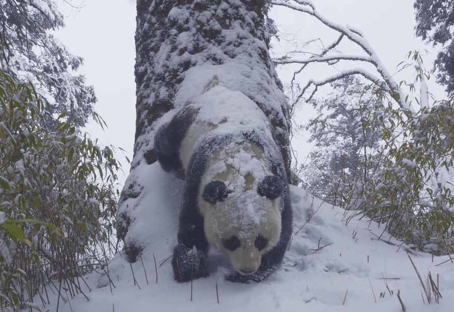 XIONG-MAO-NIAO-NIAO.jpg