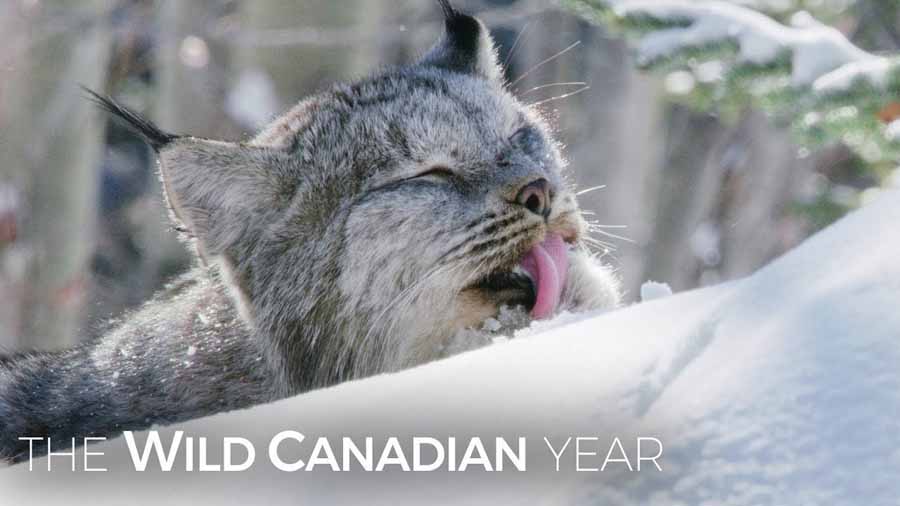 The-Wild-Canadian-Year.jpg