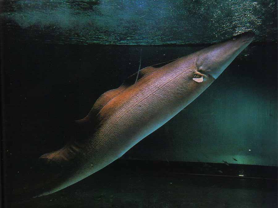 Aba-Knifefish.jpg