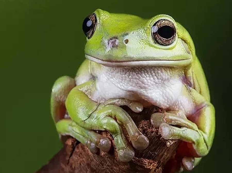 Whites-Tree-Frog.jpg